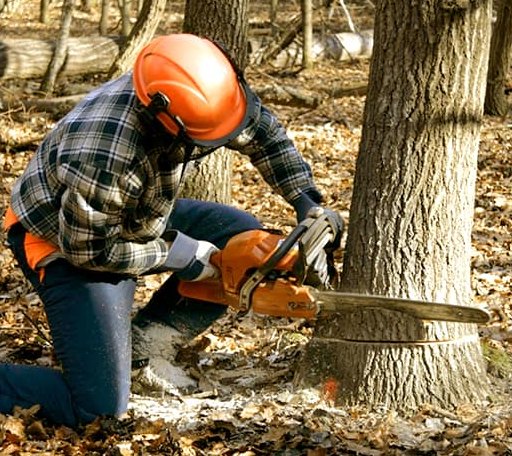 Tree Removal in San Andreas, CA